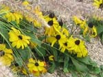 Rudbeckia