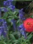 Sauge bleue