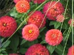 Zinnia