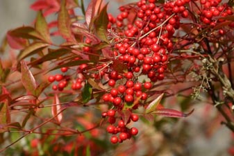Nandina domestica - fruits