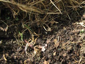 Vie souterraine sous le paillis
