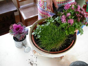 Potée avec chrysanthème fané