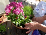 Pot�e fleurie pour l�automne et l�hiver