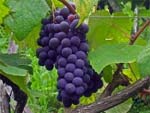 Le vin bio