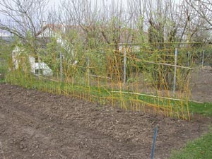 saule branchage en saule