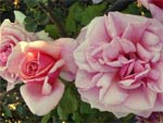 Rose Aloha - D.R.