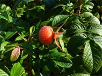 Rosier rugueux - rosa rugosa