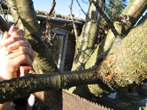 Savoir utiliser la scie arboricole pour couper une branche