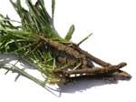 Racines de scorson�re