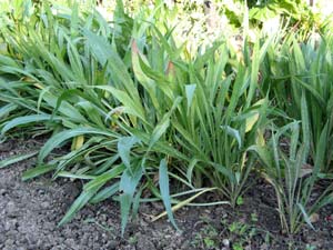 Rangée de scorsonère au potager