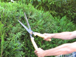 Taille de haie