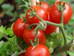 Tomates