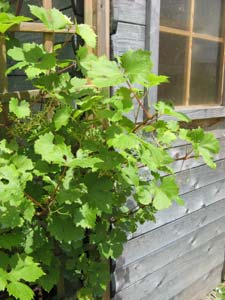 La vigne une fois taillée