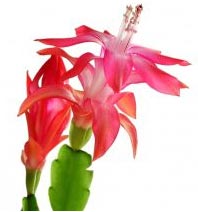 fleur de zygocactus