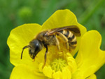 Les abeilles plus que jamais menac�es