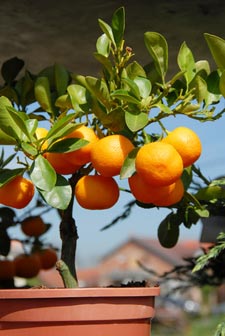 Fruitier nain : le choisir et l'entretenir