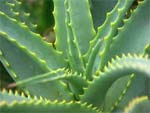Aloe vera, utilisation et culture