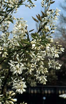 Am&eacute;lanchier en fleurs