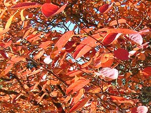 Am&eacute;lanchier - feuillage d'automne