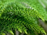 Araucaria heterophylla
