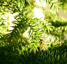 Araucaria