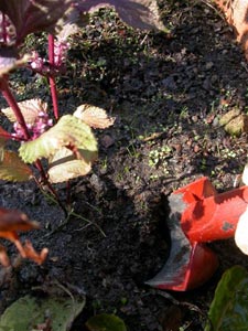 D&eacute;terrer une plante aromatique du jardin