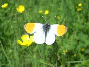 Aurore - Anthocharis cardamines - Orange tip - D.R.