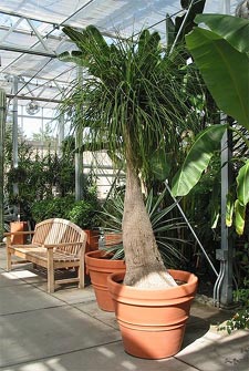 Beaucarnea