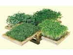 Le jardin miniature : bo�te ouverte