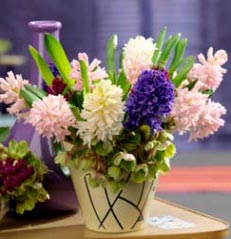 bouquet de jacinthes