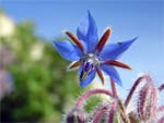 Indispensables aromatiques