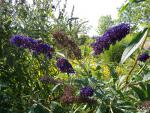 Plantes exotiques envahissantes : un risque pour la biodiversit�