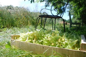 Cageot rempli de fleurs de tilleul