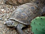 Changement climatique : moins d'impact que pr�vu sur la biodiversit� ?