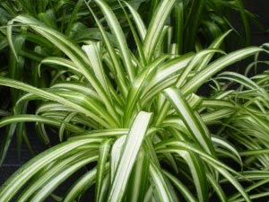 Chlorophytum ou phalangère
