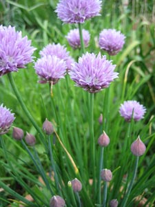 Ciboulette en fleurs