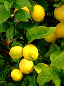 citrons sur un citronnier
