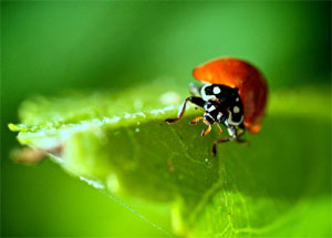 Coccinelle