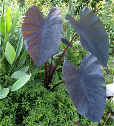 Colocasia esculenta - D.R.