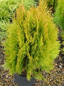 Conif&egrave;re dor&eacute; : thuya occidentalis