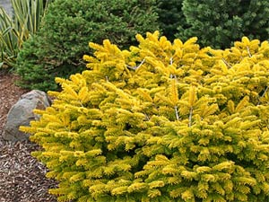 Abies dor&eacute;