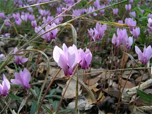 Cyclamen de Naples