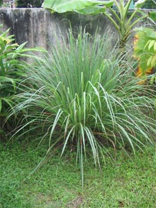 Cymbopogon citratus - D.R.