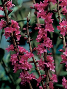 Daphné Mezereum 'Rubra'