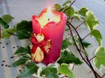 Bougie d�cor�e
