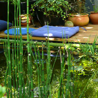 Equisetum