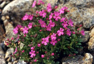 Erinus alpinus 'Dr Haenle' - D.R.