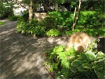 Fleurir un coin � l'ombre