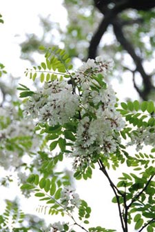 fleurs de Faux-acacia (robinier)