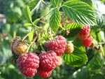 framboises